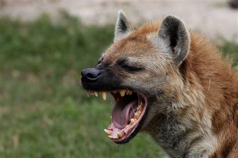 Hyena Mouth Sy Montgomery