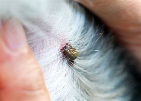 How to Remove a Tick: 26 Questions Answered (Head Removal, Dogs