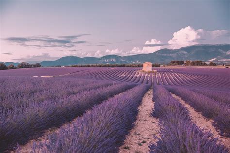 Lavender Provence When To Visit Nekobaru