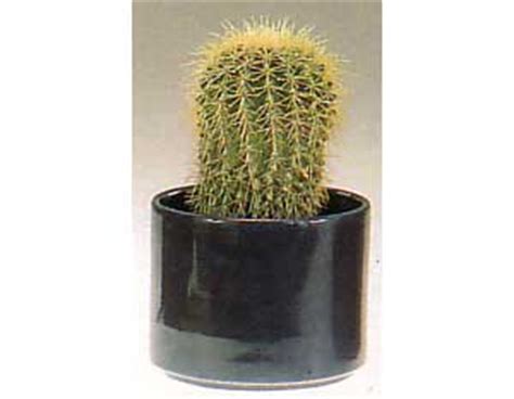 Do needles on a cactus grow back? Photos of Poisonous Plants and Flowers for Dogs