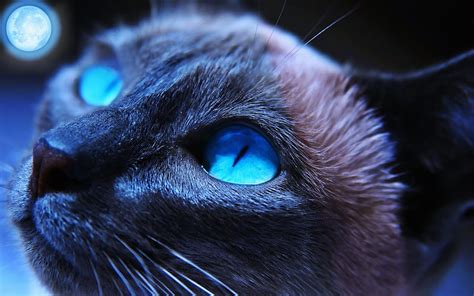 Siamese Cat Close Up Fluffy Cat Blue Eyes Domestic Cat Pets Cute