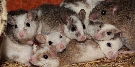 Als u overdag enkele muizen aantreft, kan u stellen dat u een muizenplaag in huis heeft. 'Zwolle heeft last van muizenplaag' - ZwolleNu