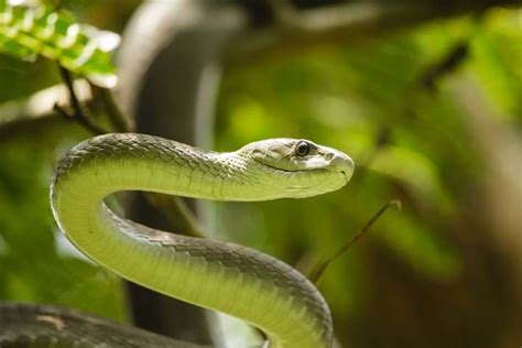 Why Knowing What Black Mamba Venom Does To The Human Body Is Crucial