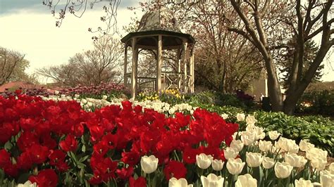 Bowral Tulip Time 2013 Corbett Gardens Youtube