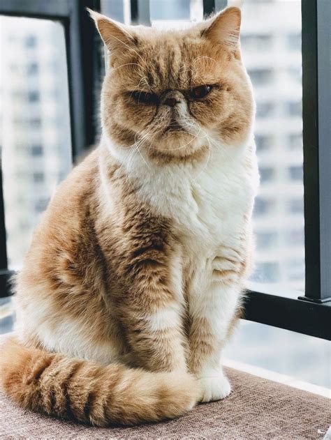 Exotic Shorthair Cat Breed Profile Litter Robot