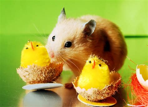 Easter Hamsters Flickr Blog
