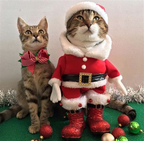 30 Adorable Animals Dressed Up For Christmas Christmas Cats