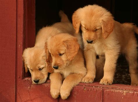 Match made on care.com every 3 minutes, so find your perfect pet care provider today. Golden Retriever Breeder Ct | PETSIDI