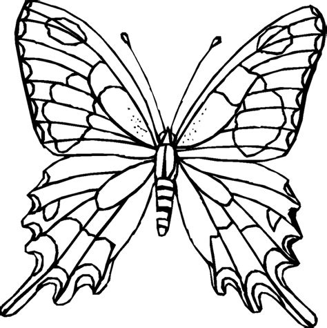 Outline Of A Butterfly Free Download On Clipartmag