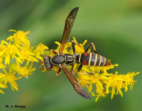 Flies That Mimic Wasps Masquerading Syrphid Fly