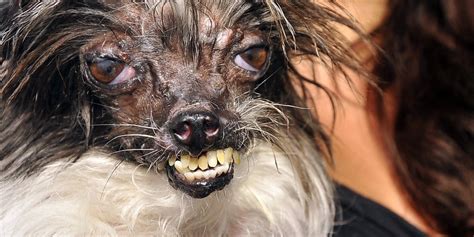 New Winner Of Worlds Ugliest Dog Contest Crowned Photos