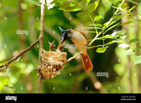 Asian Paradise Flycatcher Terpsiphone Paradisi Feeding Her Chick In