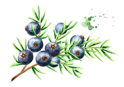 Juniper Botanical Drawing Illustrations Royalty Free Vector Graphics