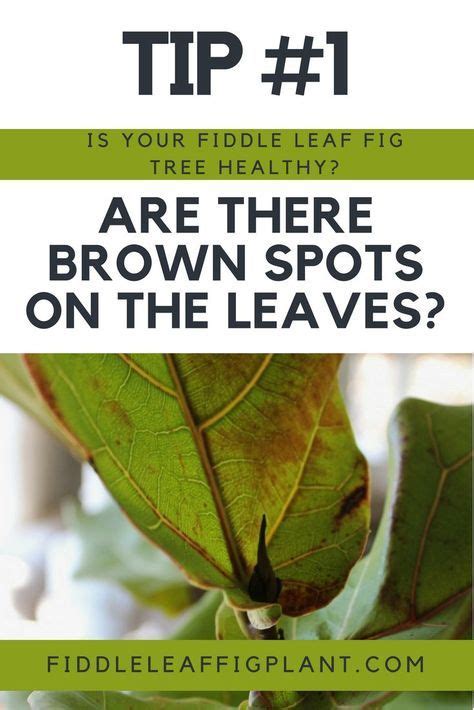 How To Tell If Your Fiddle Leaf Fig Tree Is Healthy Tip Are There