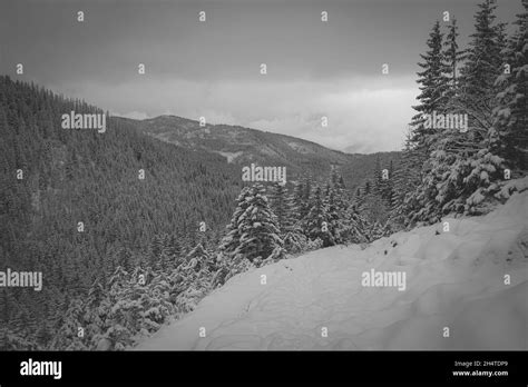 Beautiful grayscale view of winter and snow-capped mountains and trees