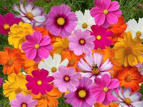 Cosmos Seeds For Sale Buy Bulk Cosmos Flower Seeds At Eden Brothers