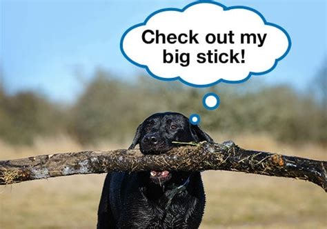 4 Best Stick Toys For Stick Obsessed Dogs 20 Tested Dog Lab