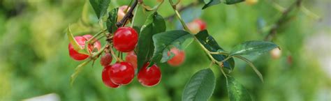 Check spelling or type a new query. Cherry Fruiting :: Melinda Myers