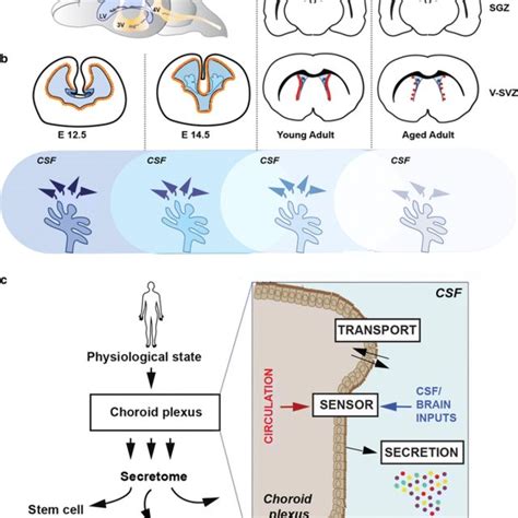 Developmental Origin And Features Of The Choroid Plexus Components A