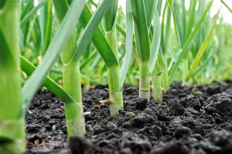 Growing Garlic for Beginners: The Definitive Guide | Hort Zone
