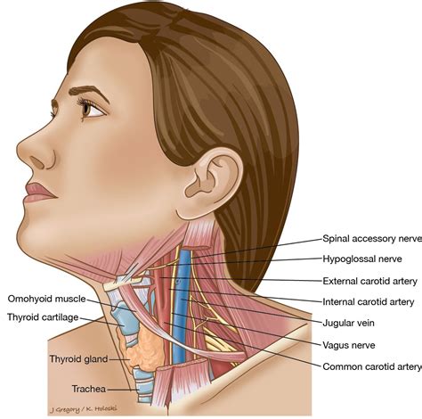 Diagram Of Bones In Neck And Shoulder Neck And Shoulder Muscles