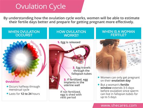 What Is Ovulation Understanding Ovulation Period Cycl