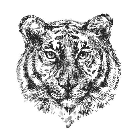Tiger Head Silhouette Vector Illustration Isolated On White