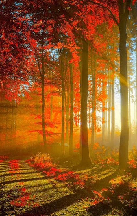 Autumn Trees Bring Sunlight Beautiful Landscapes Beautiful Nature Nature Photography