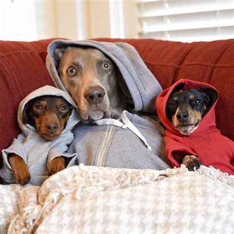 Chilly Dogs ☁☔ Chilly Dogs Cute Dogs Dog Love