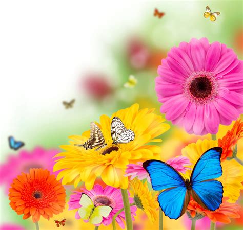 Spring Flowers Colorful Gerbera Butterflies Bright Flower