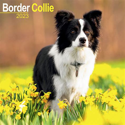 Border Collie Wall Calendar 2023 Buy From The Blue Cross T Shop