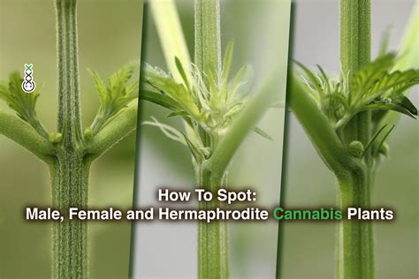 How To Spot Male Female And Hermaphrodite Cannabis Va Homegrown
