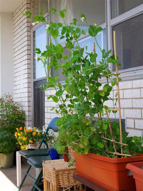 Toronto Balcony Gardening Snap Peas Growing Like Crazy