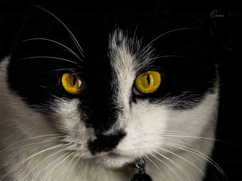 Home of erin hunter's 🐱#warriors 🦁#bravelands 🐶#survivors 🐻#seekers 📱tag #warriorcatsofficial for a chance to be featured 📍@harpercollinsus bit.ly/34sttfp. Warrior Cats- My Clans, welcher Clan ist deiner?