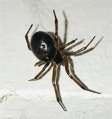 False Widow Spiders Irish Mirror Online