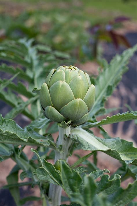 Container Grown Artichoke Plants How To Grow Artichokes In Pots Imp