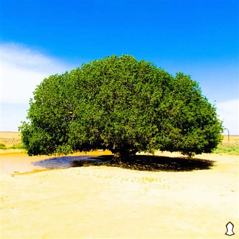 The Blessed Tree A Divine Reality Sacred Footsteps Mecca Images