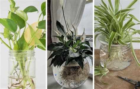 9 Amazing Indoor Plants That Grow In Water