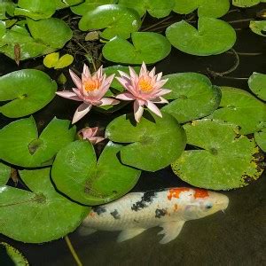 6 Jenis Tanaman Untuk Kolam Koi - Urban Garden