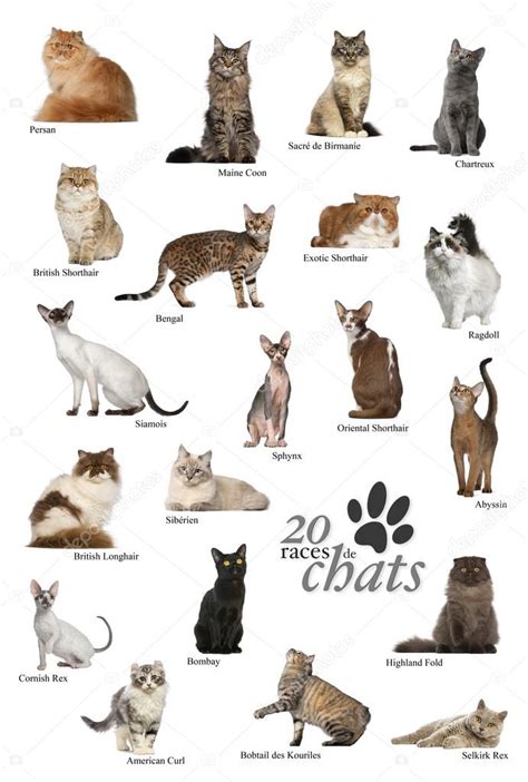 Cat Breeds Poster In French — Stock Photo 53298645