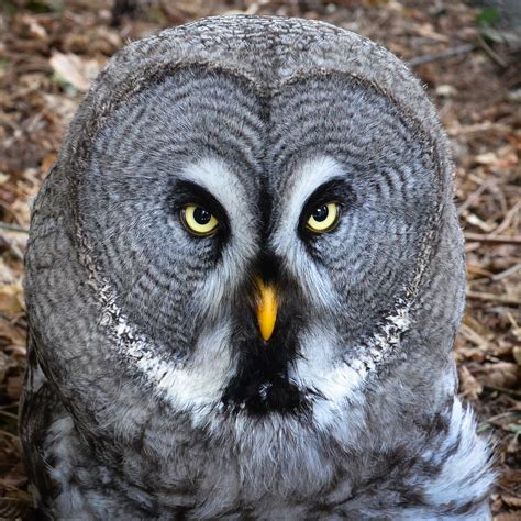 Filebartkauz Great Grey Owl Strix Nebulosa Weltvogelpark