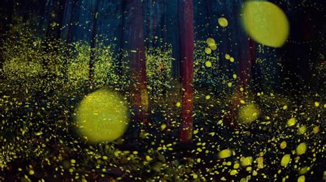 Tsuneaki Hiramatsu The Beautiful Flight Paths Of Fireflies