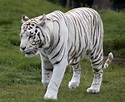 File:White Tiger 6 (3865790598).jpg