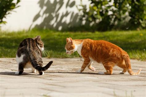 Treatment should be administered quickly to relieve the abscess before it bursts. Cat fight abscess | Perth Cat Hospital | Perth Cat Vet