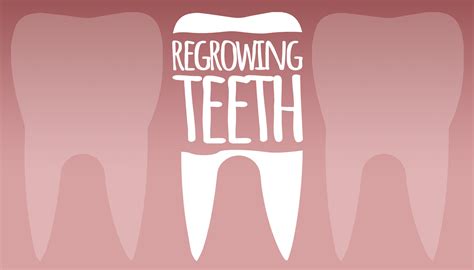 Tooth Regeneration May Soon Be Possible Dental Blog