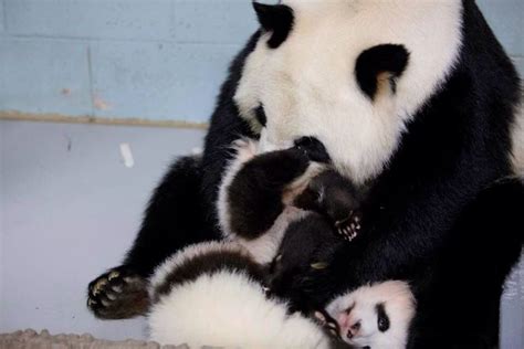 Lun Lun With The Twins Panda Atlanta Zoo Save The Pandas