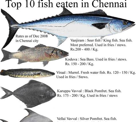 The english name is channel rockfish, or sometimes idiot fish. One Page Cookbooks: Top 10 fish eaten in Chennai