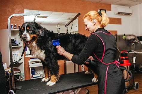 Why Its Worth Having Your Dog Groomed Professionally