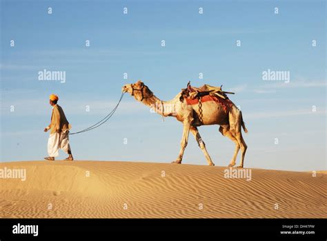 Man With Camel Walking On Desert Sand Dune Of Khuhri Jaisalmer