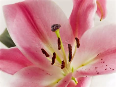 Pink Lily Stock Image Image Of Fragility Lilly Garden 11823917